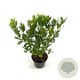 Arbutus unedo 'Compacta' 25-30 cm 2,0L