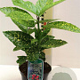 Aucuba jap. 'Variegata' 20-30 cm 2,0L