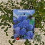 Ceanothus thyrsiflorus repens 25-30 cm 2,5L