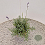 Lavandula ang. 'Munstead' 20-25 cm C1.5