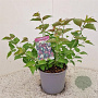Leycesteria formosa 40-50 cm 3,0L