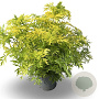 Sambucus nigra Golden Tower 80-100 cm 12L