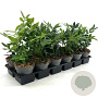 Sarcococca confusa 15-20 cm P9
