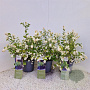 Symphoricarpos Magical Galaxy 30-40 cm 2,5L