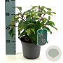 Viburnum davidii 'Angustifolium' 25-30 cm 2,0L