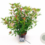 Viburnum tin. 'Anvi' 30-40 cm 3,0L
