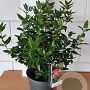 Viburnum tin. 'Gwenllian' 35-40 cm 5,0L