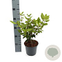 Viburnum tin. 'Ladybird' 30-40 cm 2,0L