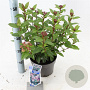 Viburnum tin. Spirit 30-35 cm 3,0L