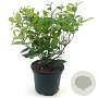 Viburnum tin. Spirit 30-40 cm 2,0L