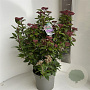 Viburnum tin. Spirit 35-40 cm  met knop