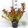 Weigela All Summer Red 30-40 cm 3,0L
