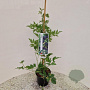 Rubus frut. 'Thornless Evergreen' 70-80 cm 2,0L met stok
