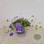 Geranium Rozanne 25-30 cm 2,5L