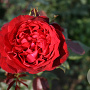 Rosa (T) Admiral AA. kwaliteit wortelgoed