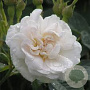 Rosa 'Alba Maxima' gm 4,0L