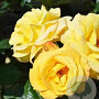 Rosa (F) 'Arthur Bell' AA. kwaliteit wortelgoed