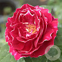 Rosa (H) 'Baron Girod de L'Ain' gm 4,0L