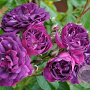 Rosa (RA) 'Bleu Magenta' A kwaliteit wortelgoed vanaf 2 tak