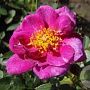 Rosa (M) Bluenette GM C3