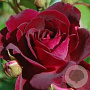 Rosa 'Burgundy Iceberg' GM C3