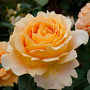 Rosa (T) Candlelight gm 4,0L