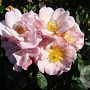 Rosa (H) Clair Matin gm 4,0L