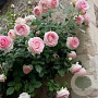 Rosa (K) Eden Rose 88 A kwaliteit wortelgoed 90-100 cm stam
