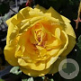 Rosa (F) Friesia AA. kwaliteit wortelgoed