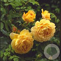Rosa (H) Golden Celebration A kwaliteit wortelgoed 90-100 cm stam