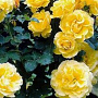 Rosa (K) 'Golden Showers' gm 4,0L