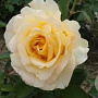 Rosa (T) Golden Silk AA. kwaliteit wortelgoed