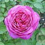 Rosa (F) Heidi Klum Rose 60 cm stam 5,0L