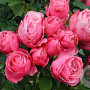 Rosa (T) Leonardo da Vinci 90 cm stam 7L