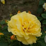 Rosa (H) Lichtkönigin Lucia gm 4,0L