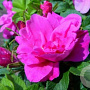 Rosa (R) 'Moje Hammarberg' GM C3