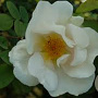 Rosa (H) 'Nevada' gm 4,0L