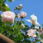Rosa (K) 'New Dawn' 110 cm stam 7L