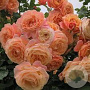 Rosa (T) Peach Melba gm 4,0L