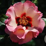 Rosa Princess of Phoenicia gm 4,0L