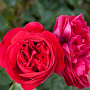 Rosa (F) Red Eden Rose A kwaliteit wortelgoed vanaf 2 tak