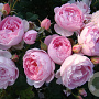 Rosa (H) Scepter d'Isle gm 4,0L