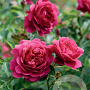 Rosa (H) Sir John Betjeman A kwaliteit wortelgoed vanaf 2 tak