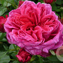 Rosa (H) Soul AA. kwaliteit wortelgoed