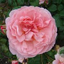 Rosa (H) Strawberry Hill gm 4,0L