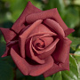 Rosa Terracotta gm 4,0L