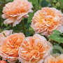 Rosa (H) The Lady Gardener A kwaliteit wortelgoed vanaf 2 tak