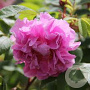 Rosa (R) 'Thérèse Bugnet' GM C3