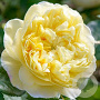 Rosa (H) Vanessa Bell A kwaliteit wortelgoed vanaf 2 tak