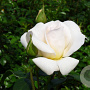 Rosa 'White New Dawn' A kwaliteit wortelgoed vanaf 2 tak